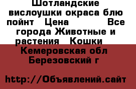 Шотландские вислоушки окраса блю пойнт › Цена ­ 4 000 - Все города Животные и растения » Кошки   . Кемеровская обл.,Березовский г.